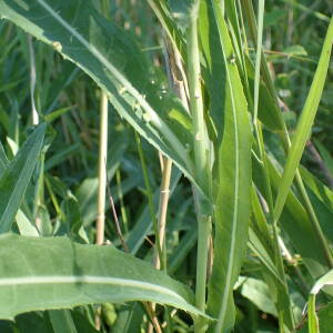 Photographie n°2532525 du taxon Sonchus maritimus L.
