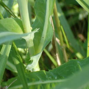 Photographie n°2532526 du taxon Sonchus maritimus L.