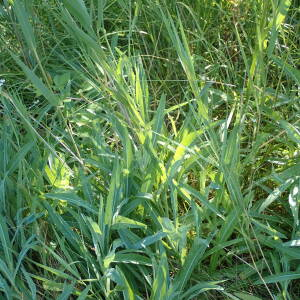 Photographie n°2532529 du taxon Sonchus maritimus L.