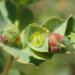 Photographie n°2532536 du taxon Euphorbia hirsuta L.