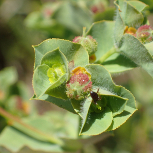 Photographie n°2532538 du taxon Euphorbia hirsuta L.