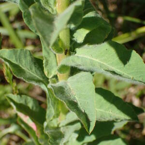 Photographie n°2532540 du taxon Euphorbia hirsuta L.
