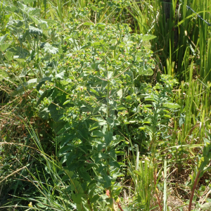 Photographie n°2532543 du taxon Euphorbia hirsuta L.