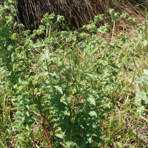 Photographie n°2532544 du taxon Euphorbia hirsuta L.