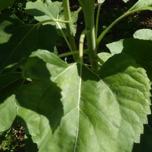 Photographie n°2532572 du taxon Helianthus annuus L. [1753]