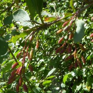 Photographie n°2532575 du taxon Berberis vulgaris L. [1753]