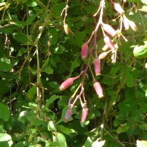 Photographie n°2532576 du taxon Berberis vulgaris L. [1753]