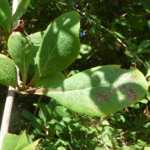 Photographie n°2532578 du taxon Berberis vulgaris L. [1753]