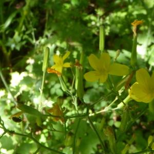 Photographie n°2532581 du taxon Lactuca muralis (L.) Gaertn. [1791]