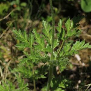 Photographie n°2532594 du taxon Pulsatilla alpina subsp. apiifolia (Scop.) Nyman