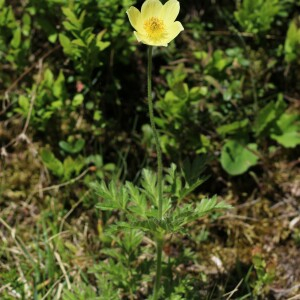 Photographie n°2532595 du taxon Pulsatilla alpina subsp. apiifolia (Scop.) Nyman