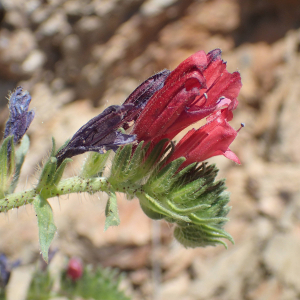 Photographie n°2532613 du taxon Echium creticum L.