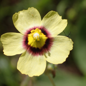 Photographie n°2532637 du taxon Tuberaria guttata (L.) Fourr.