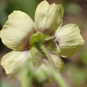 Photographie n°2532638 du taxon Tuberaria guttata (L.) Fourr.