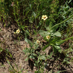 Photographie n°2532639 du taxon Tuberaria guttata (L.) Fourr.