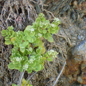  - Polycarpon polycarpoides subsp. catalaunicum O.Bolòs & Vigo