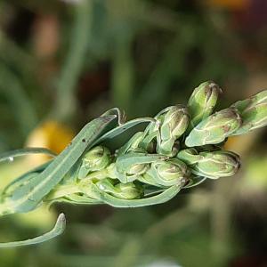 Photographie n°2532701 du taxon Lactuca serriola L.