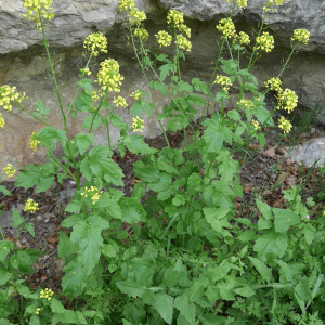 Photographie n°2532751 du taxon Sinapis alba L.