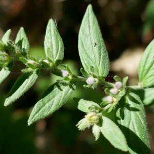 Photographie n°2532760 du taxon Lithospermum officinale L. [1753]