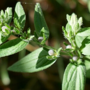 Photographie n°2532762 du taxon Lithospermum officinale L. [1753]