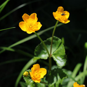 Photographie n°2532775 du taxon Caltha palustris L.