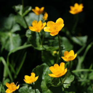 Photographie n°2532776 du taxon Caltha palustris L.