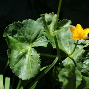 Photographie n°2532777 du taxon Caltha palustris L.