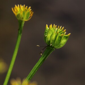 Photographie n°2532778 du taxon Caltha palustris L.