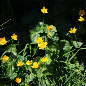 Photographie n°2532779 du taxon Caltha palustris L.