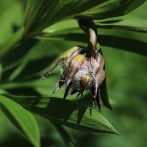 Photographie n°2532780 du taxon Lilium martagon L.