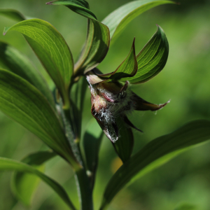 Photographie n°2532781 du taxon Lilium martagon L.