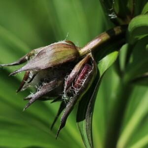 Photographie n°2532782 du taxon Lilium martagon L.