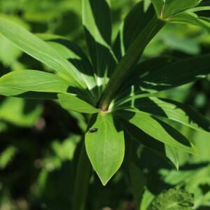 Photographie n°2532783 du taxon Lilium martagon L.