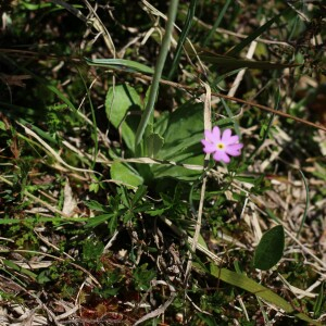 Photographie n°2532789 du taxon Primula farinosa L.