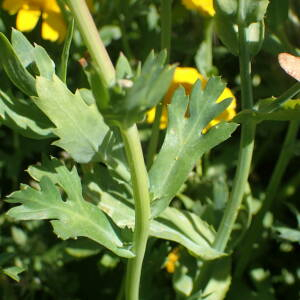 Photographie n°2532804 du taxon Glebionis segetum (L.) Fourr.