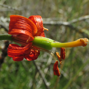 Photographie n°2532835 du taxon Lilium pomponium L.