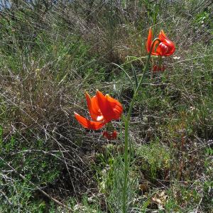 Photographie n°2532837 du taxon Lilium pomponium L.