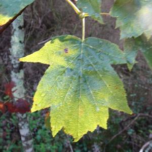 Photographie n°2532870 du taxon Sorbus torminalis (L.) Crantz [1763]