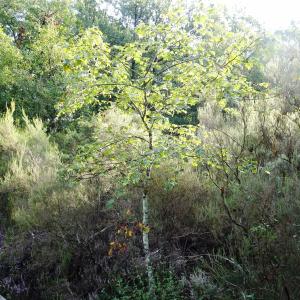 Photographie n°2532872 du taxon Sorbus torminalis (L.) Crantz [1763]
