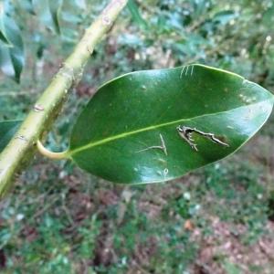 Photographie n°2532875 du taxon Ilex aquifolium L.