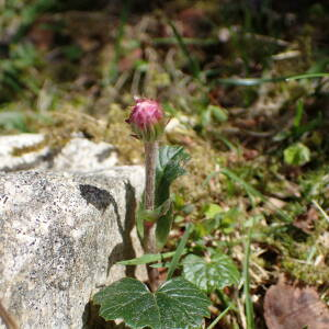 Photographie n°2532920 du taxon Homogyne alpina (L.) Cass.