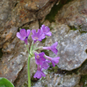 Photographie n°2532924 du taxon Primula latifolia subsp. latifolia 