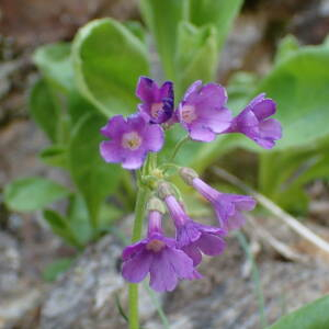 Photographie n°2532925 du taxon Primula latifolia subsp. latifolia 