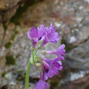  - Primula latifolia subsp. latifolia 