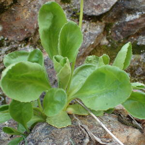  - Primula latifolia subsp. latifolia 