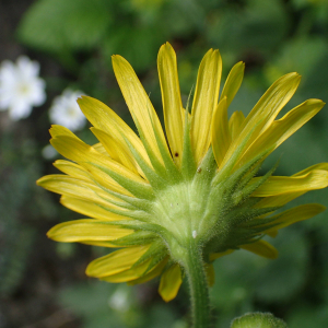 Photographie n°2532954 du taxon Doronicum pardalianches L.