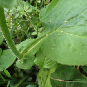 Photographie n°2532955 du taxon Doronicum pardalianches L.