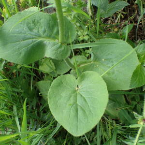 Photographie n°2532956 du taxon Doronicum pardalianches L.