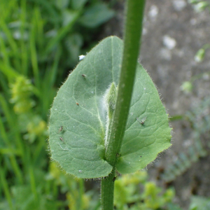 Photographie n°2532959 du taxon Doronicum pardalianches L.