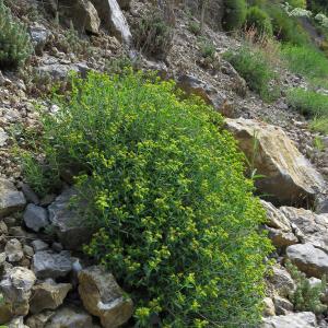 Photographie n°2533008 du taxon Euphorbia spinosa L.